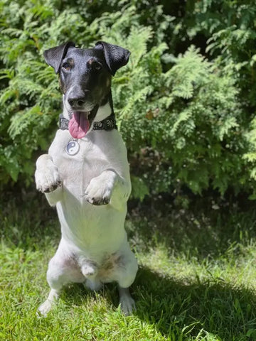 Fox terrier standing
