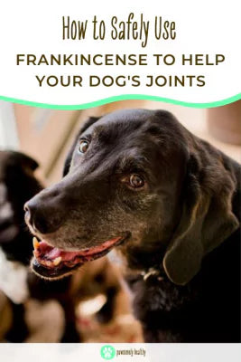  a senior black dog pin