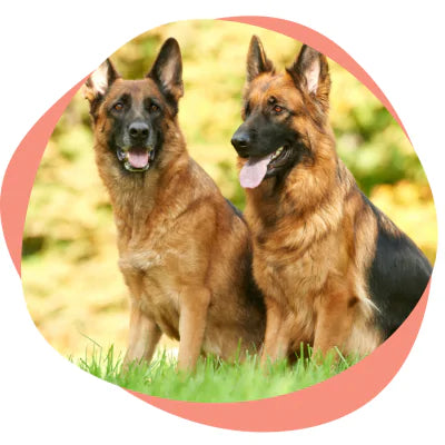 two German Shepherds 