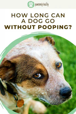 a sad looking dog pin
