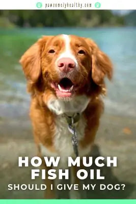pin of happy dog