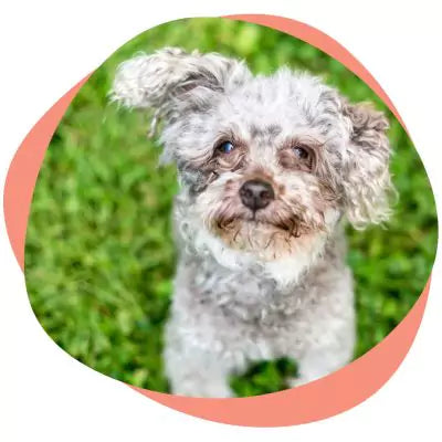 a dog suffering from allergy
