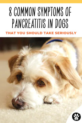Pancreatitis in dogs
