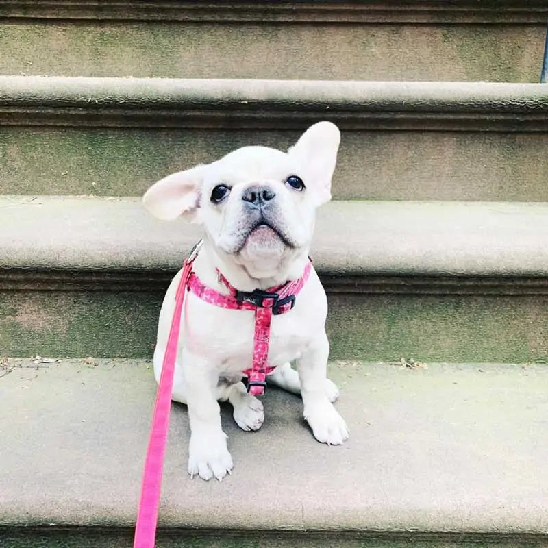 french bulldog puppy