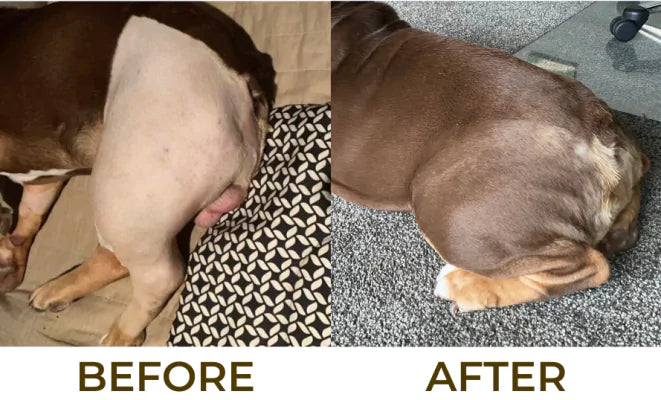 Before and After using Omega3  supplement better skin and coat health.
