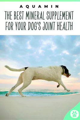 Pin running dog at the beach