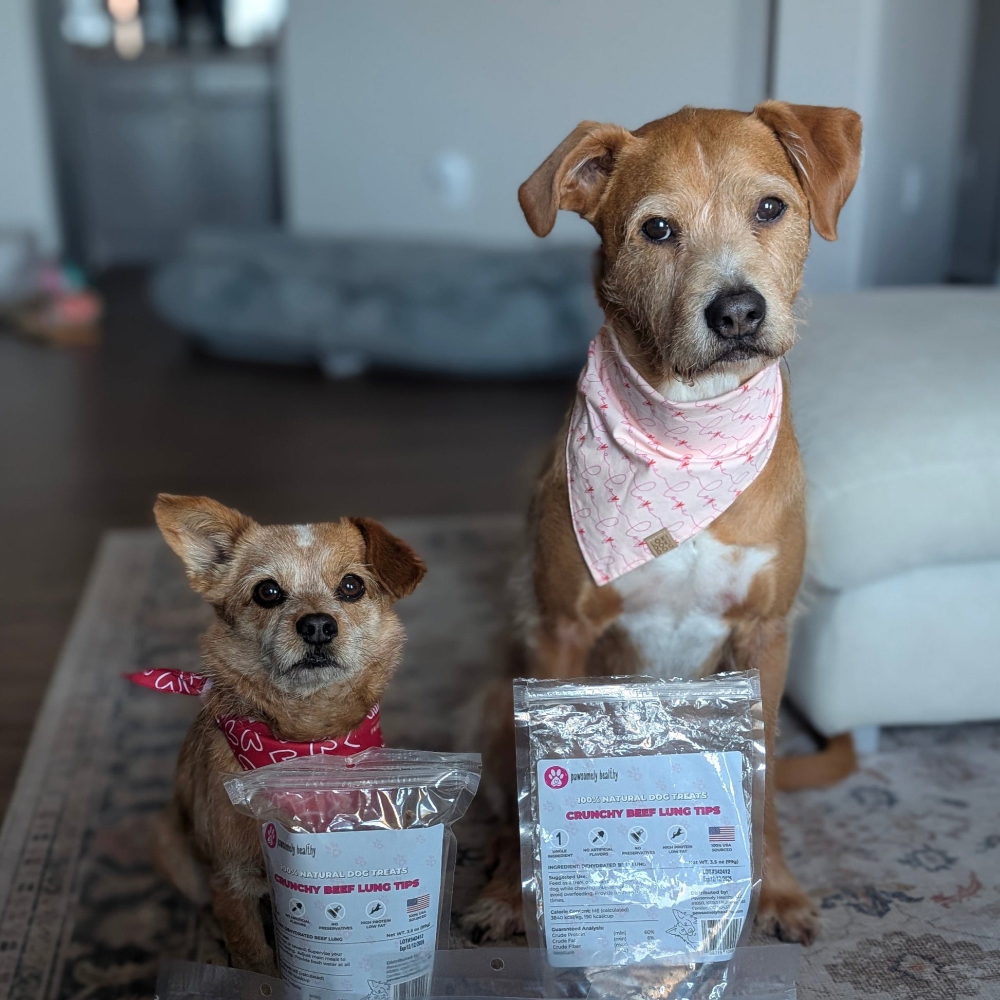 Dogs with bags of treats