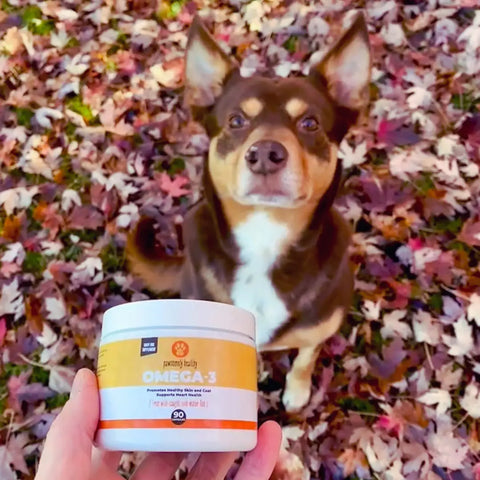 Dog with leaves and omega-3