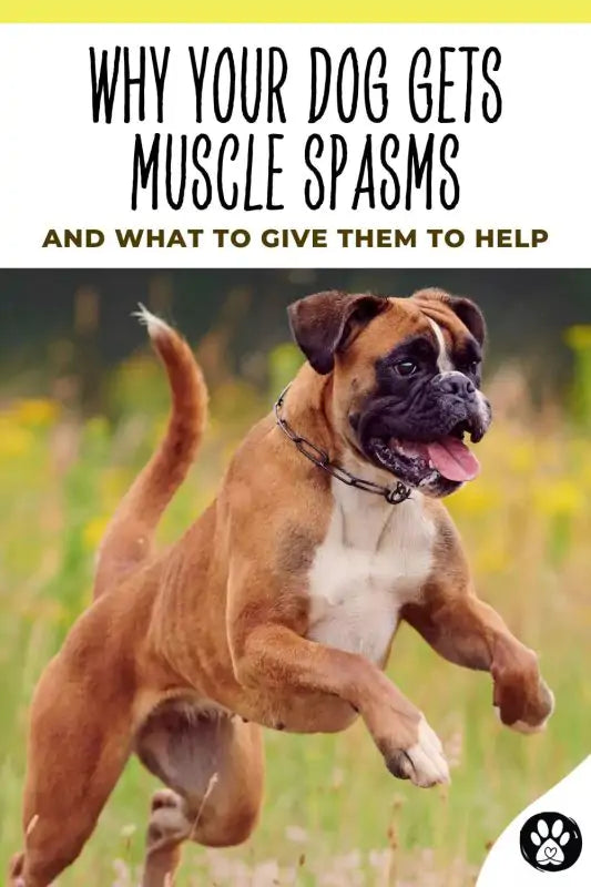 happy dog running pin