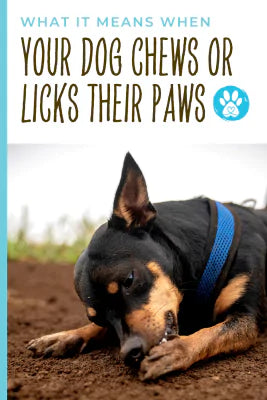 a dog licking her paws pin