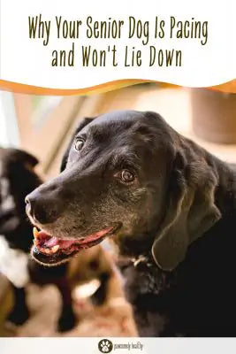 Why Your Senior Dog Is Pacing Pin