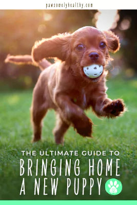 Your Top New Puppy Questions Answered Pin