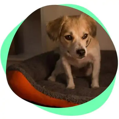 a dog with painful muscles