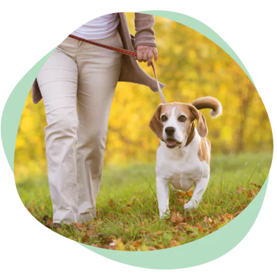 Dog walking on the leaves