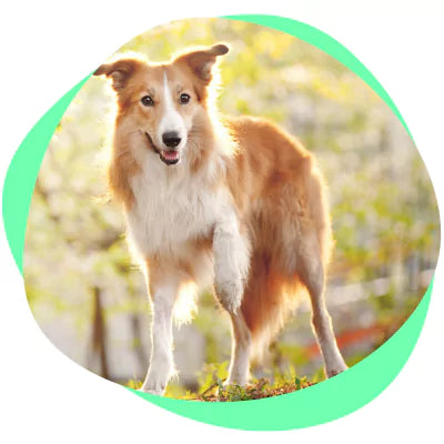 healthy adult dog