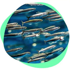 Anchovies