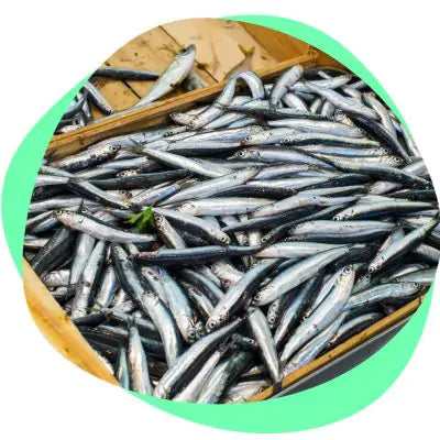 anchovies