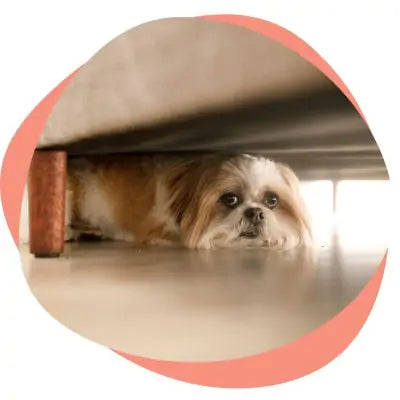 dog hiding under bed