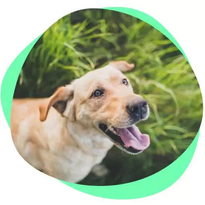 a dog in the grass