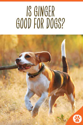 is ginger good for dogs pin