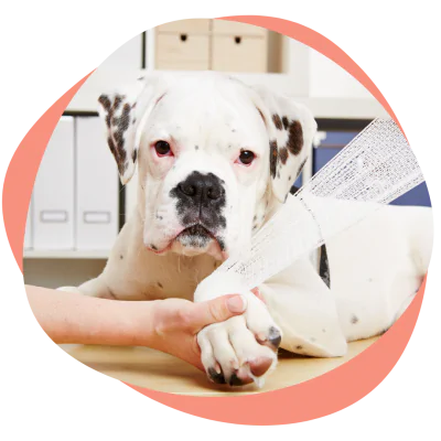 a dog being treated by vet