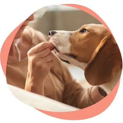 senior dog getting treat
