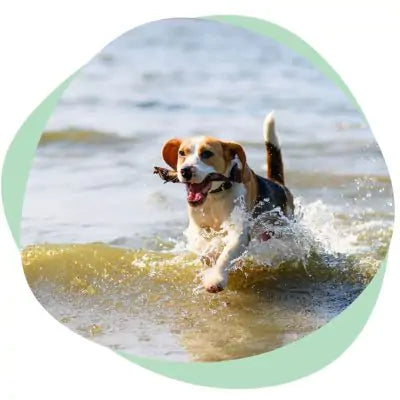 a dog playing in the water