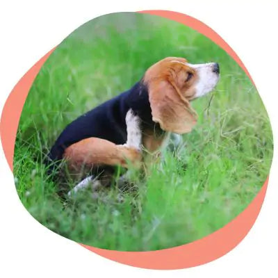 beagle scratching because of allergies