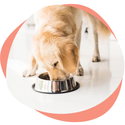 a dog is eating from a bowl