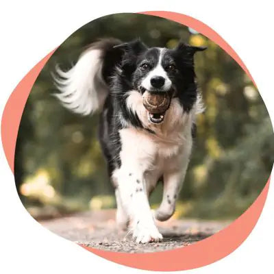 a dog with a ball