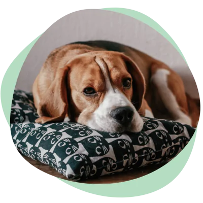 bored dogs chew their paws