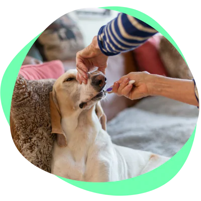 dog's teeth are being brushed 