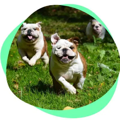 running buldogs
