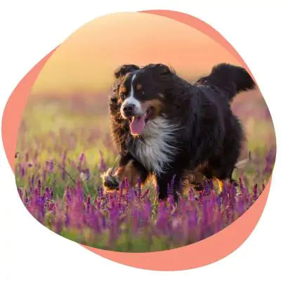 dogs can be allergic to flowers