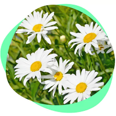 Chamomile flowers