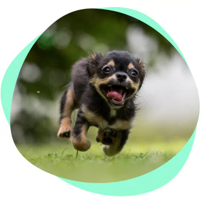 chihuahua running