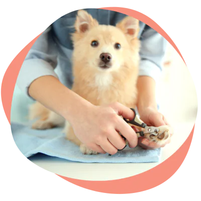 clipping your dog\'s nails