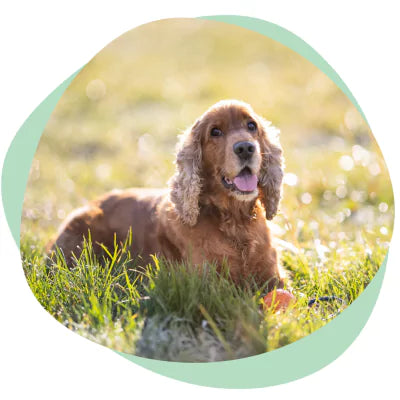 happy cocker spaniel