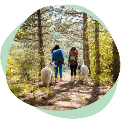 walking the dogs in the forest