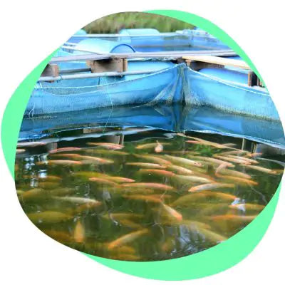 some fish farms are crowded