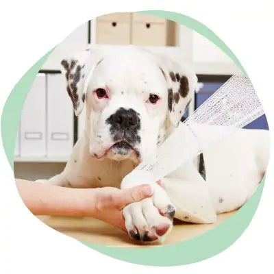 injured dog being treated
