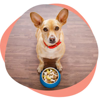 dog doesn't like his food