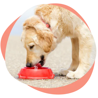 a dog is eating