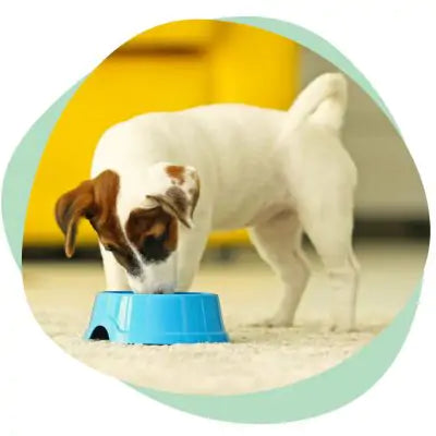 dog eating best dog food for allergies