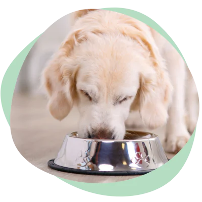 dog eating food quickly