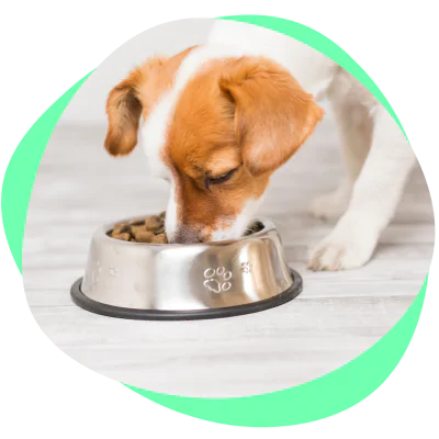 dog eating prescription food to keep dog\'s teeth clean