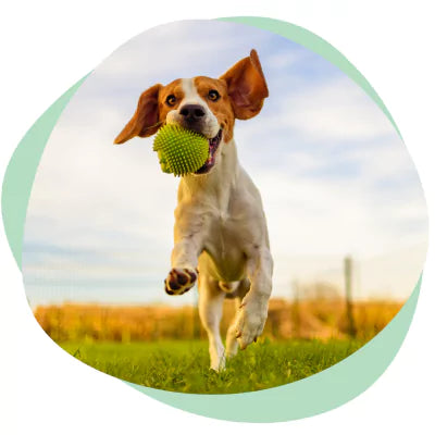 dog fetching ball