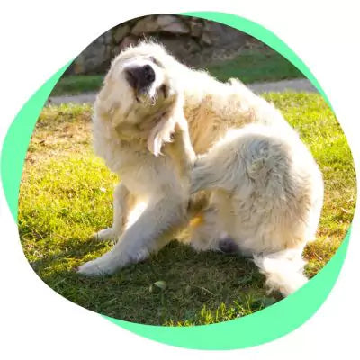 scratching dog