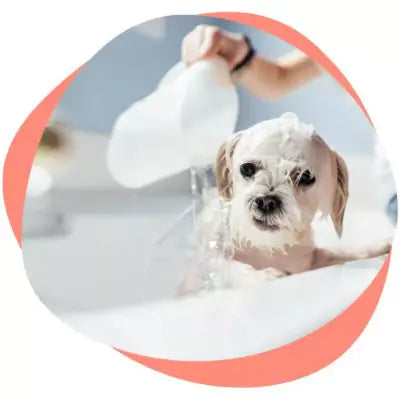 a dog taking a bath