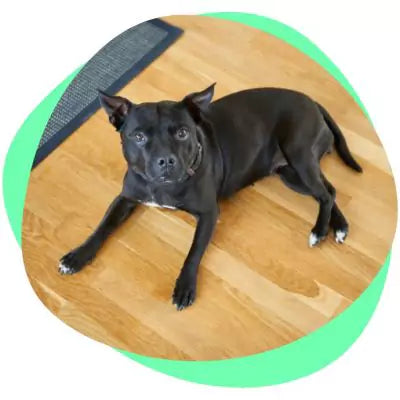 a small black dog